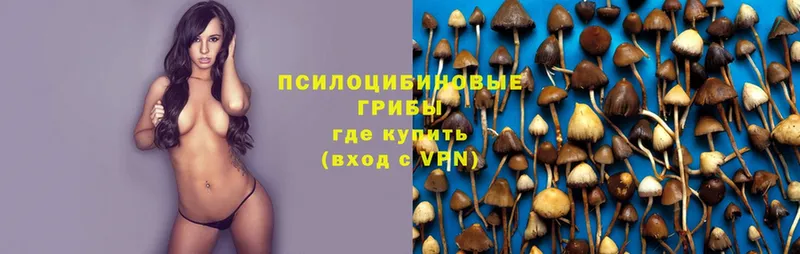 Галлюциногенные грибы Psilocybe  Данков 